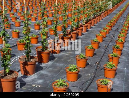 Reihen von Topfpflanzen mit Tropfbewässerung in einem Gartencenter. Stockfoto