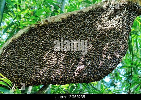 Ein einziger großer riesiger Honigbienenkamm hängt unter Baumzweigen, die teilweise von Arbeitsbienen bedeckt sind. Honigbienen-Schwarm, der in der Natur am Baum hängt. Stockfoto