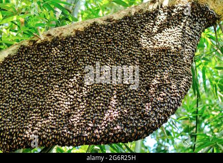Ein einziger großer riesiger Honigbienenkamm hängt unter Baumzweigen, die teilweise von Arbeitsbienen bedeckt sind. Honigbienen-Schwarm, der in der Natur am Baum hängt. Stockfoto