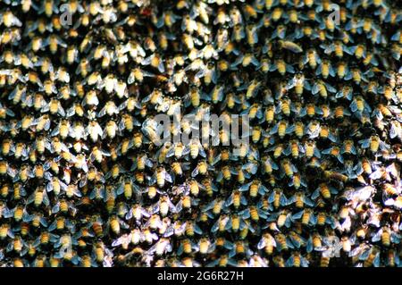 Selektiver Fokus. Nahaufnahme der Bienen. Bienenschwarm, ihre Tausende, und die Bienenkönigin. Den Bienenschwarm fangen. Hintergrund der Bienenzucht. Tag der Imker. Stockfoto
