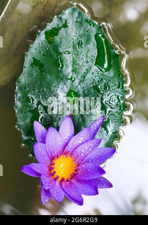 Nahaufnahme der violetten Lotusblüte oder Seerosenblüte, die gegen das Morgenlicht im Teich mit grünen Blättern blüht. Regentropfen auf Seerose blühen. Stockfoto