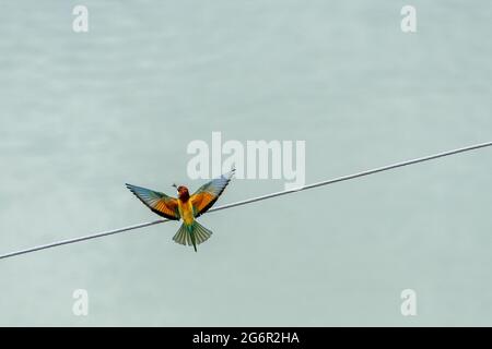 merops apiaster im Flug Stockfoto