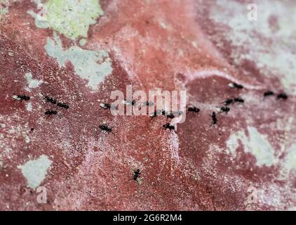 Schwarzgarten Ameise Aktivität. Auch bekannt als die gewöhnliche schwarze Ameise. Diese Insekten leben in der Regel in Kolonien. Die kleinen schwarzen Ameisen helfen, Nahrung zu bringen. Stockfoto