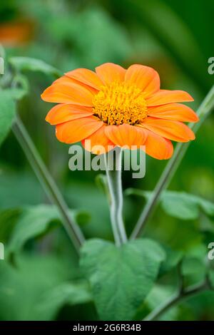 Tithonia rotundifolia 'Goldfinger', mexikanische Sonnenblume 'Goldfinger' Stockfoto