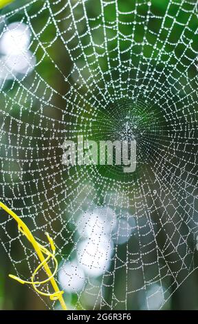Tautropfen auf Spinnennetz (Spinnennetz) Nahaufnahme mit grünem Hintergrund für Tapete. Stockfoto