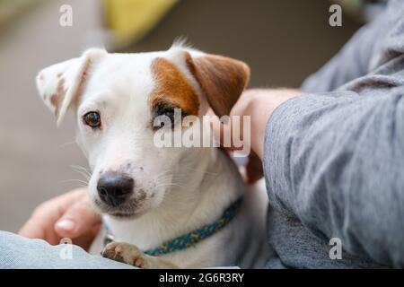 Hund ruht auf dem Schoß des Besitzers Stockfoto