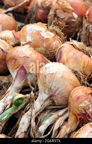 Zwiebel „Isobel Rose“. Rosafarbene Zwiebeln trocknen nach der Ernte. Allium cepa „Isobel Rose“. Zwiebeln Aushärten Stockfoto