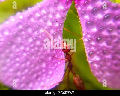 Rote Ameise sammelt Wasser auf Blütenblättern mit grünem Hintergrund. Makroinsekt der Natur. Tautropfen auf Blütenblättern. Stockfoto
