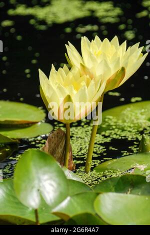 Seerose "Joey Tomocik" . Nymphaea „Joey Tomocik“. Tiefgelbe Blüten ragen von der Oberfläche eines Teiches Stockfoto