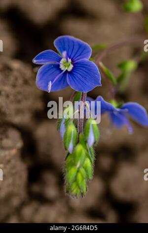 Veronica agrestis blüht im Garten, Makro Stockfoto