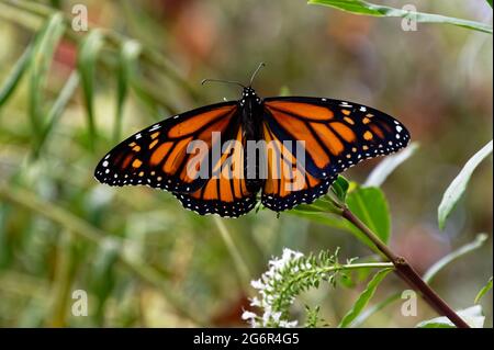 Ein Monarch hat seine Flügel weit geöffnet und sammelt die Sonnenstrahlen Stockfoto