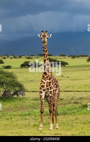 Hohe Giraffe, die auf grünem Gras in der Nähe von Zebras steht Stockfoto