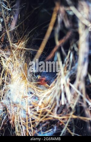 Rote Sommer-Tangärvögel nisten mit einem neugeborenen Baby auf dem Baum im Wald. Stockfoto