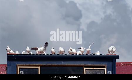Möwen sammeln sich auf dem Dach eines Schuppen Stockfoto