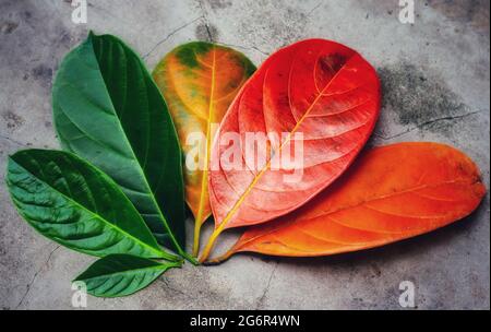 Closeup-Blätter in unterschiedlicher Farbe und Alter der Jackfrucht-Baumblätter. Linie von bunten Blättern im Herbst Saison. Umgebung hat das Konzept geändert. Stockfoto