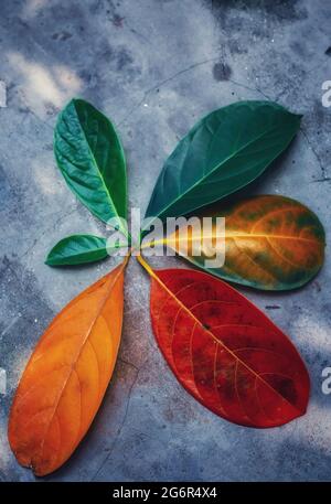 Closeup-Blätter in unterschiedlicher Farbe und Alter der Jackfrucht-Baumblätter. Linie von bunten Blättern im Herbst Saison. Umgebung hat das Konzept geändert. Stockfoto