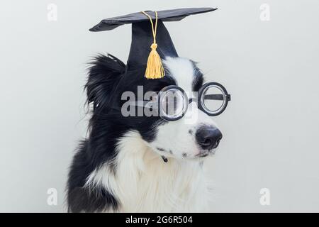 Lustige Welpen Hund Border Collie mit Graduierung Kappe Brille isoliert auf weißem Hintergrund. Hund guckt in Brille Grad Hut wie Student Professor. Zurück Stockfoto