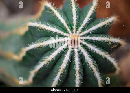 Den Helder, Niederlande. Juni 2021. Nahaufnahme der Stacheln verschiedener Kakteen in einem botanischen Garten. Hochwertige Fotos. Nahaufnahme. Stockfoto