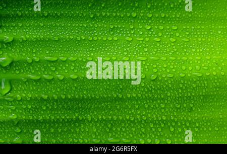 Schönes grünes Blatt mit Wassertropfen. Wassertropfen auf grünem Blatt für Tapeten. Stockfoto