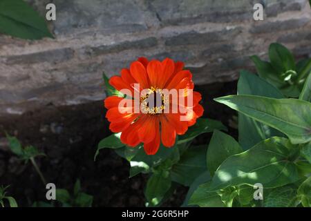 Isolierte natürliche Zinnia Blume im Garten Stockfoto