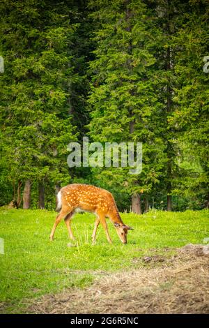 Wildwild auf einer grünen Wiese im Wald von Sibirien, Russland Stockfoto