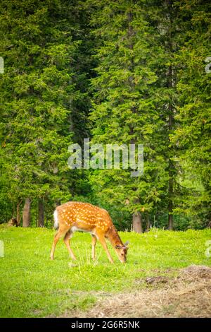 Wildwild auf einer grünen Wiese im Wald von Sibirien, Russland Stockfoto