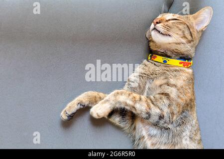 Liebenswert braun Hauskatze lächeln und schlafen auf der Couch. Stockfoto