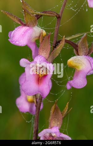 Die Blume der Foxglove Orchidee hat sich entwickelt, um speziell Insekten anzuziehen, um die Pflanze zu bestäuben. Die Pollinien sind so geformt, dass sie sehr genau sind Stockfoto