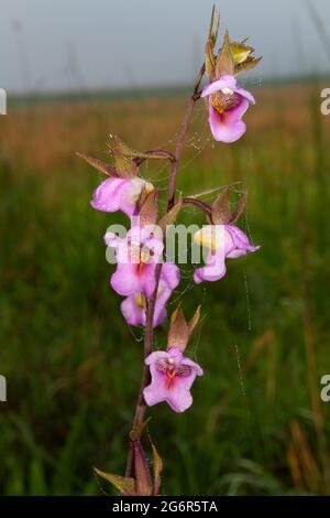 Die Blume der Foxglove Orchidee hat sich entwickelt, um speziell Insekten anzuziehen, um die Pflanze zu bestäuben. Die Pollinien sind so geformt, dass sie sehr genau sind Stockfoto