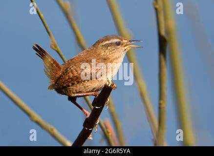 Wren Tiny British Bird thront auf Zweig mit offenem Schnabel. Stockfoto