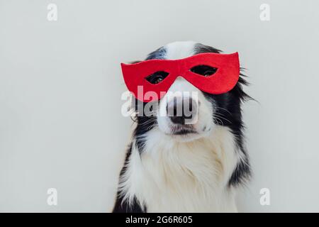Lustige Porträt von niedlichen Hund Grenze Collie im Superhelden Kostüm isoliert auf weißem Hintergrund. Welpen tragen rote Superhelden Maske an Fasching oder halloween Stockfoto