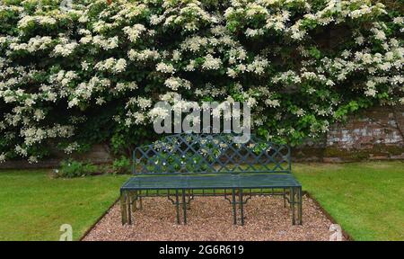 Weiß blühende Kletterhortensie und schmiedeeiserner Gartensitz. Stockfoto