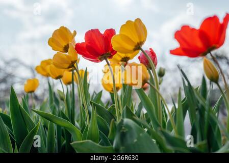 Rote und gelbe Tulpen wiegen sich im Wind gegen einen wolkig-blauen Himmel Stockfoto