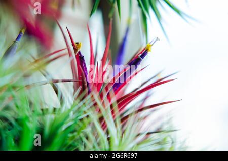 Tillandsia oder Air Pflanze, die ohne Erde wächst, die mit dem Holz mit seinen bunten Blumen verbunden ist. Stockfoto