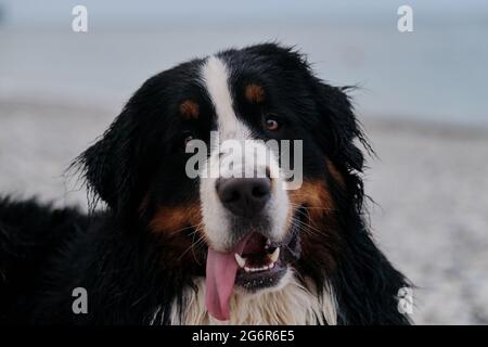 Charmanter Berner Sennenhund verbringt Urlaub auf dem Seeweg, Nahaufnahme Porträt. Hund im Urlaub sieht vorsichtig aus mit Vergnügen, die seine Zunge herausragt. Portra Stockfoto