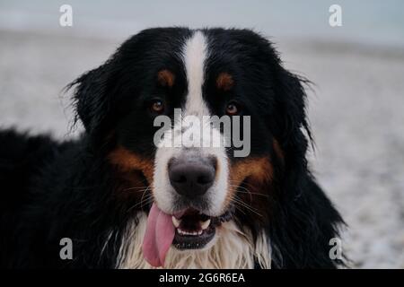 Charmanter Berner Sennenhund verbringt Urlaub auf dem Seeweg, Nahaufnahme Porträt. Hund im Urlaub sieht vorsichtig aus mit Vergnügen, die seine Zunge herausragt. Portra Stockfoto