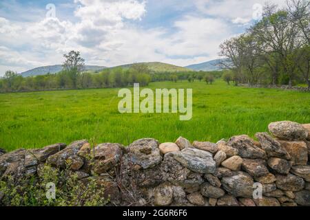 Wiese. Pinilla de Buitrago, Provinz Madrid, Spanien. Stockfoto