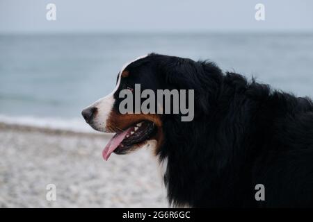 Charmanter Berner Sennenhund verbringt Urlaub auf dem Seeweg, Nahaufnahme Porträt. Hund im Urlaub sieht vorsichtig aus mit Vergnügen, die seine Zunge herausragt. Portra Stockfoto