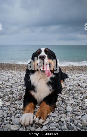 Der charmante Berner Sennenhund verbringt seinen Urlaub auf dem Meer und genießt das Leben. Hund liegt am Strand und sieht vorsichtig aus mit Vergnügen, die seine Tonne hervorsticht Stockfoto