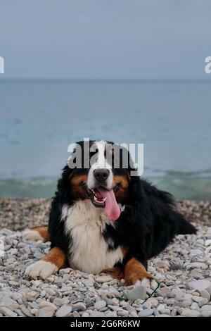 Der charmante Berner Sennenhund verbringt seinen Urlaub auf dem Meer und genießt das Leben. Hund liegt am Strand und sieht vorsichtig aus mit Vergnügen, die seine Tonne hervorsticht Stockfoto