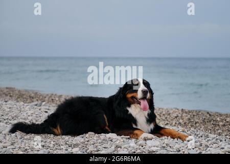 Der charmante Berner Sennenhund verbringt seinen Urlaub auf dem Meer und genießt das Leben. Hund liegt am Strand und sieht vorsichtig aus mit Vergnügen, die seine Tonne hervorsticht Stockfoto