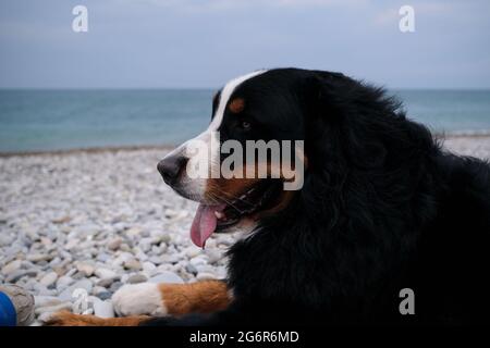 Der charmante Berner Sennenhund verbringt seinen Urlaub auf dem Meer und genießt das Leben. Hund liegt am Strand und sieht vorsichtig aus mit Vergnügen, die seine Tonne hervorsticht Stockfoto