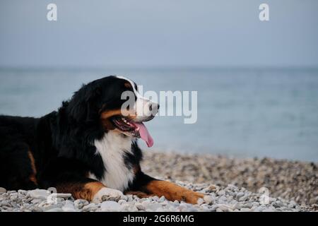 Der charmante Berner Sennenhund verbringt seinen Urlaub auf dem Meer und genießt das Leben. Hund liegt am Strand und sieht vorsichtig aus mit Vergnügen, die seine Tonne hervorsticht Stockfoto