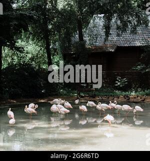 Gruppe von roten Flamingos im See im Zoo Stockfoto