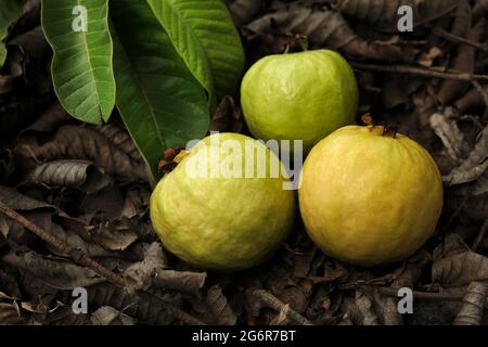 Guava tropische Früchte in der Landwirtschaft Farm von Indien in der Erntezeit. Stockfoto