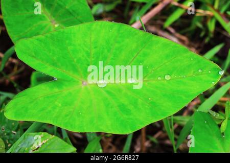 Schönes grünes Blatt mit Wassertropfen. Wassertropfen auf grünem Blatt für Tapeten. Stockfoto
