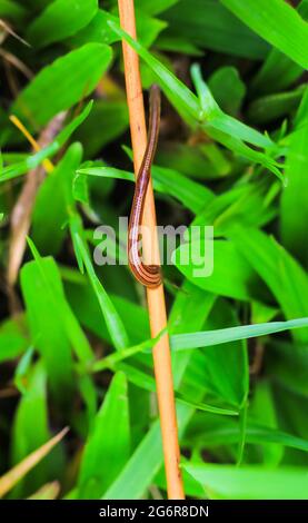 Leech Closeup im grünen Gras im Sommer.Behandlung mit Blutegeln.die Verwendung von medizinischen Blutegeln. Die Sitzungen der Hirudotherapie. Blutsauger oder Lauch. Stockfoto