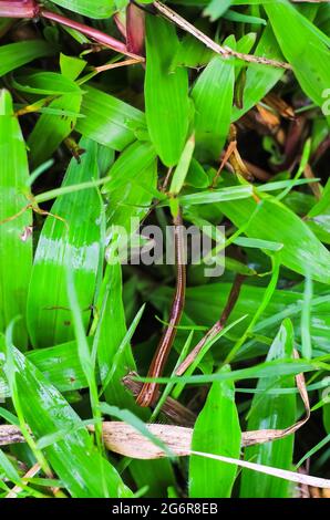 Leech Closeup im grünen Gras im Sommer.Behandlung mit Blutegeln.die Verwendung von medizinischen Blutegeln. Die Sitzungen der Hirudotherapie. Blutsauger oder Lauch. Stockfoto
