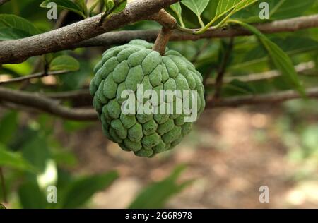 Pudding Apfel (Obst) oder Zuckeräpfel auf dem Baum Zweig im Garten, Indien. Stockfoto