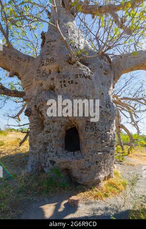 Graffiti auf dem Prison Tree, einem berühmten Prachtboab in der Nähe von Wyndham, Kimberley Region, Western Australia, WA, Australien Stockfoto